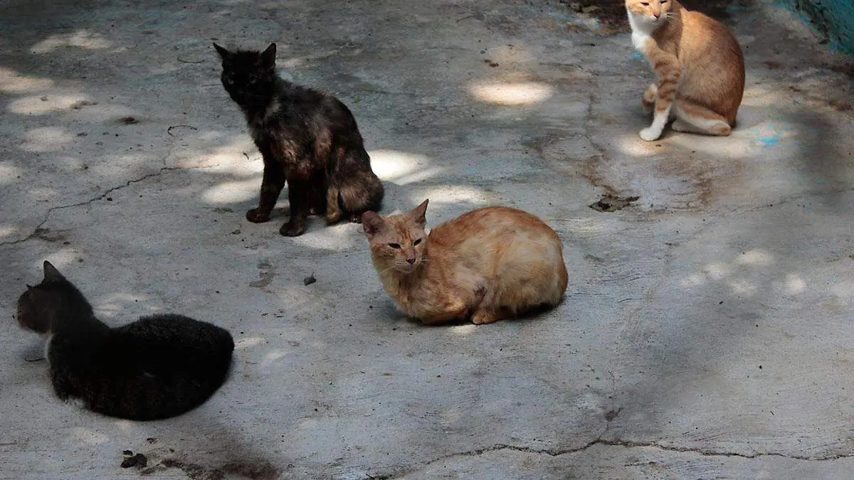 gatos1