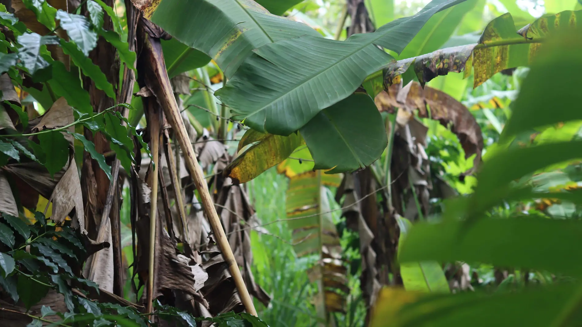 Plátano | Productores | Cultivo