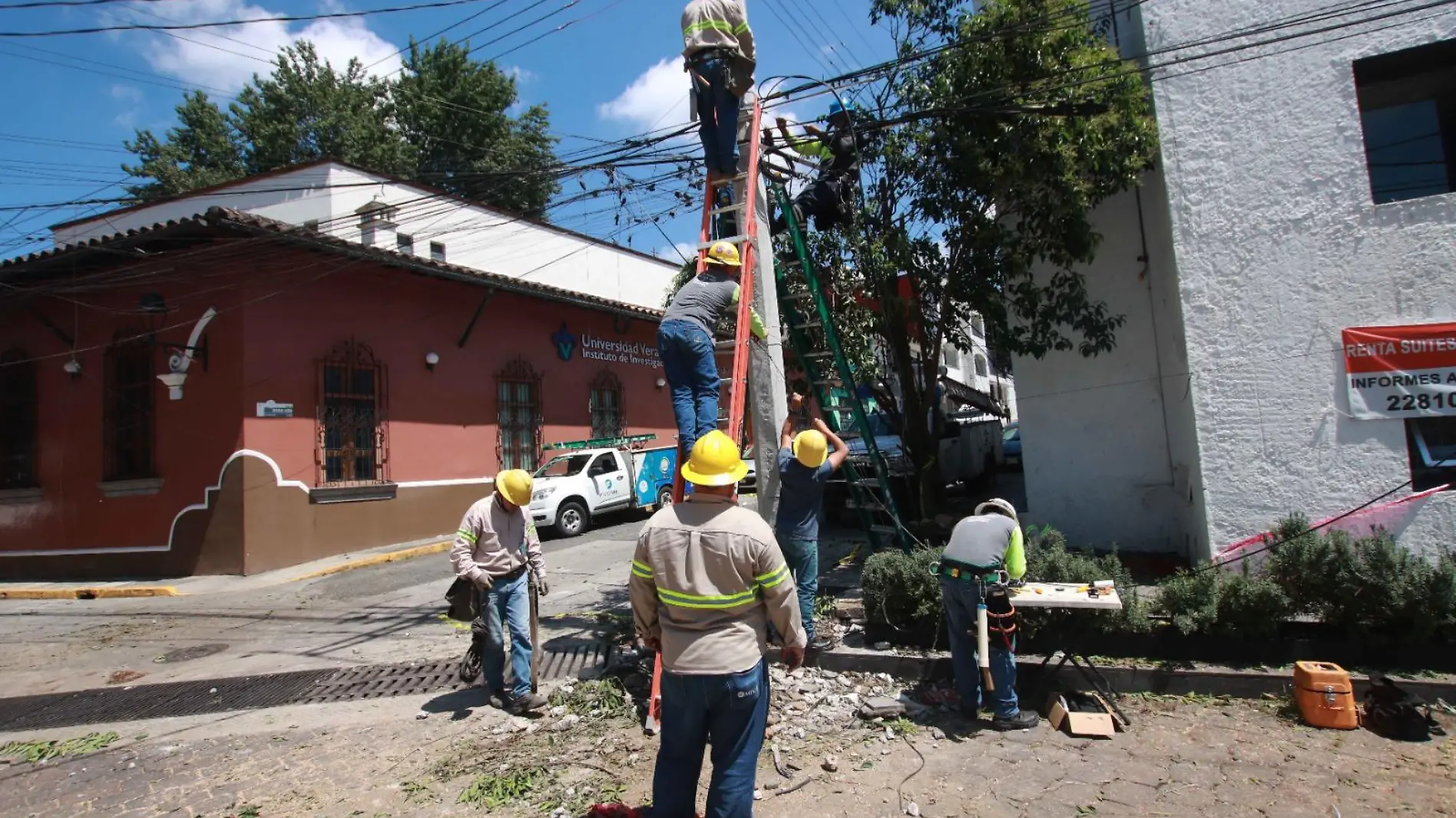 Caída árbol 