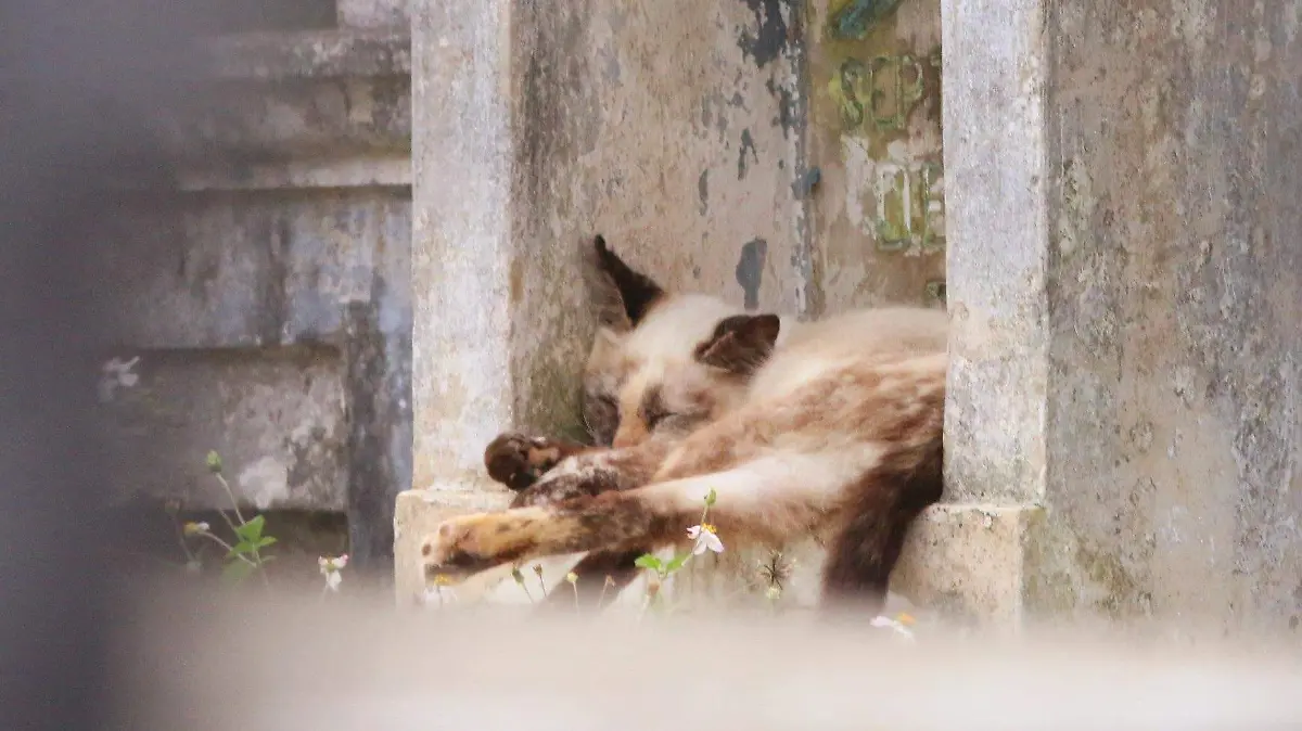 david-Gatos............