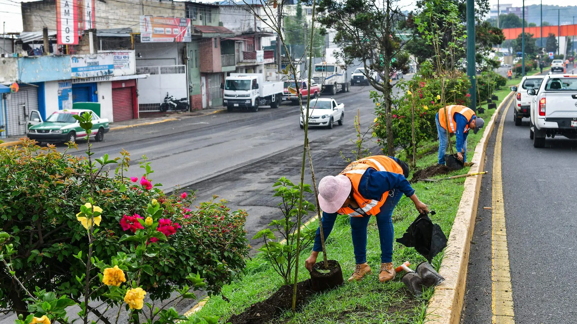 Realizan jornada de plantación de árboles en bulevar Xalapa-Banderilla y Plaza Crystal