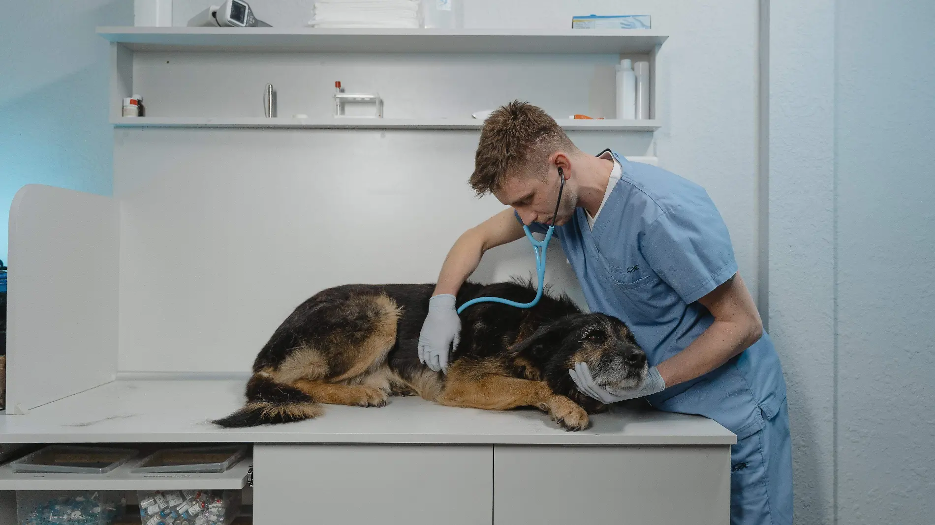 Veterinario