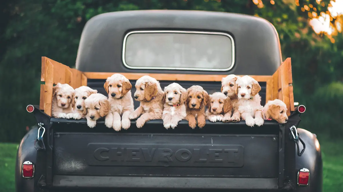 Cachorros