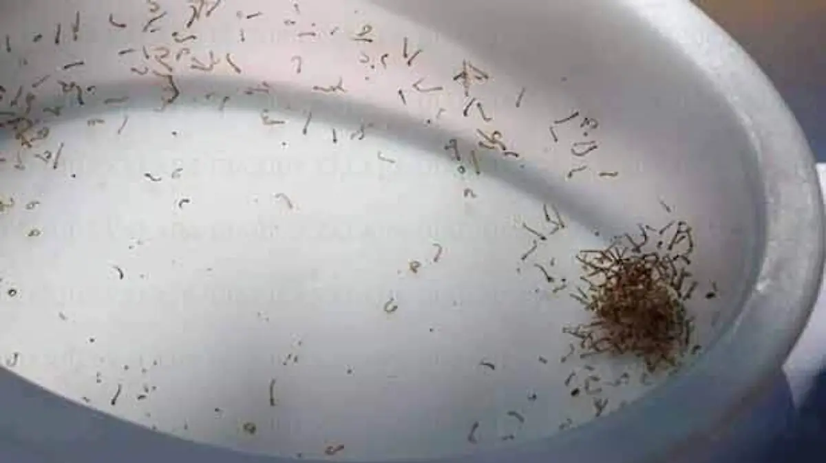dengue-2
