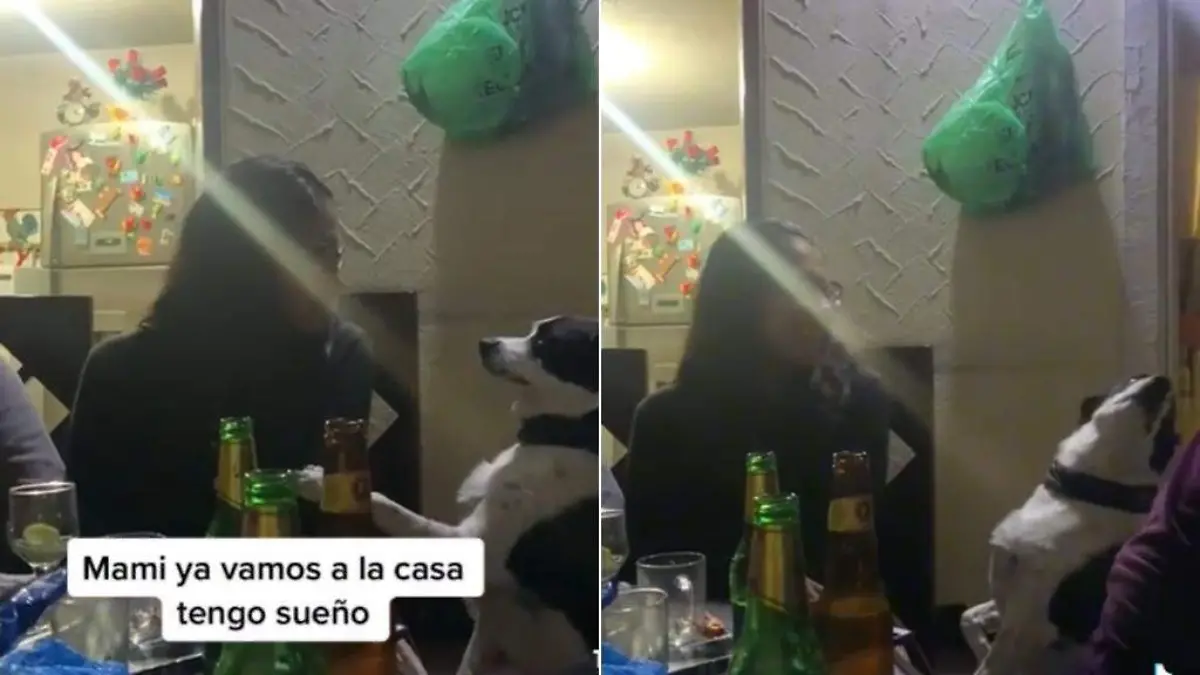 Perrito apura a su dueña para irse a su casa