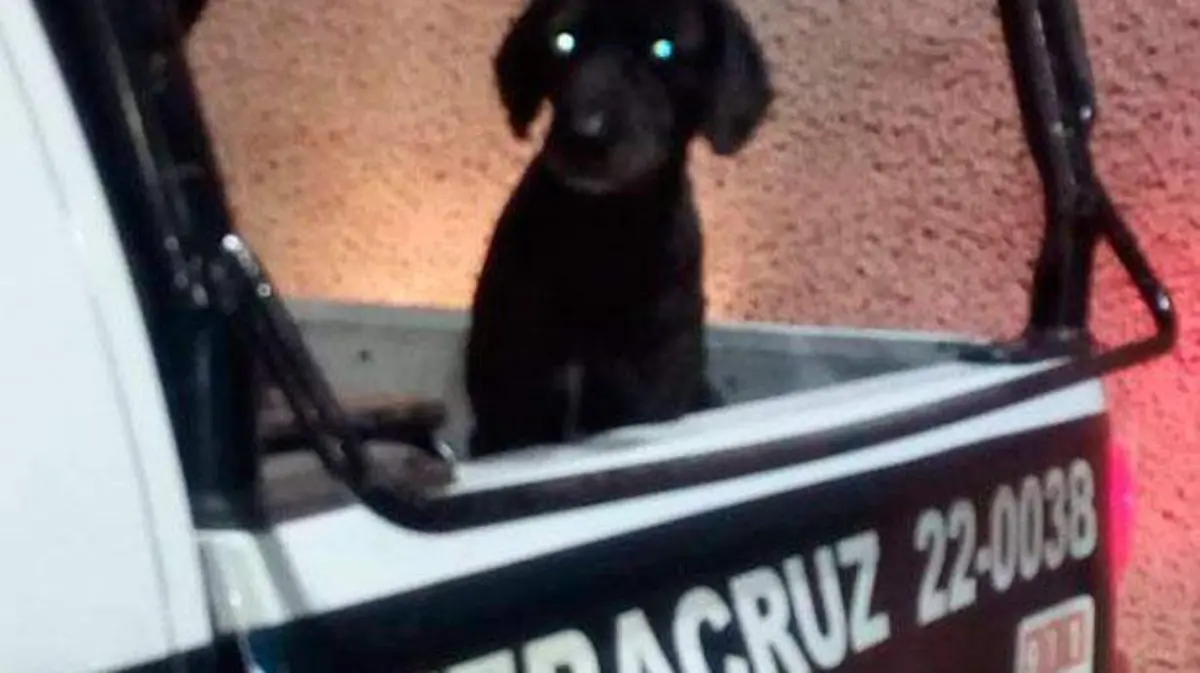 perrito-policia