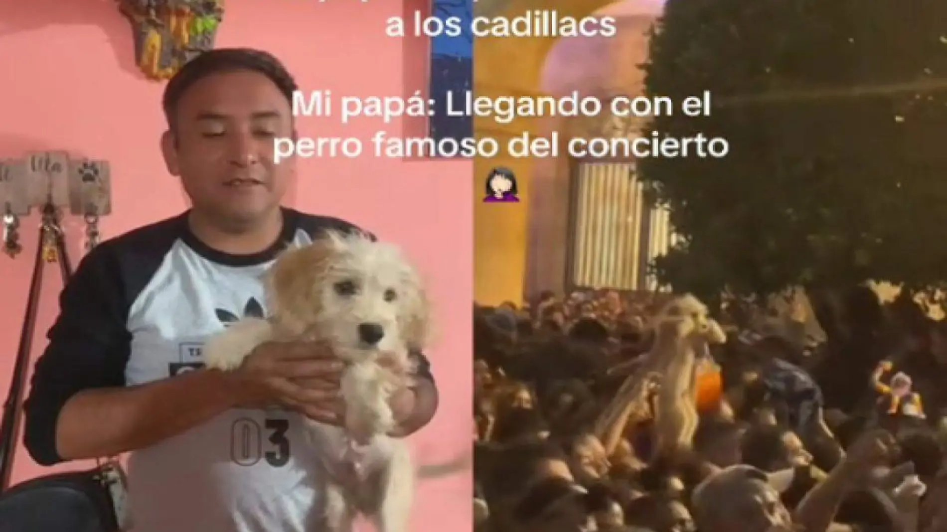 Perrito