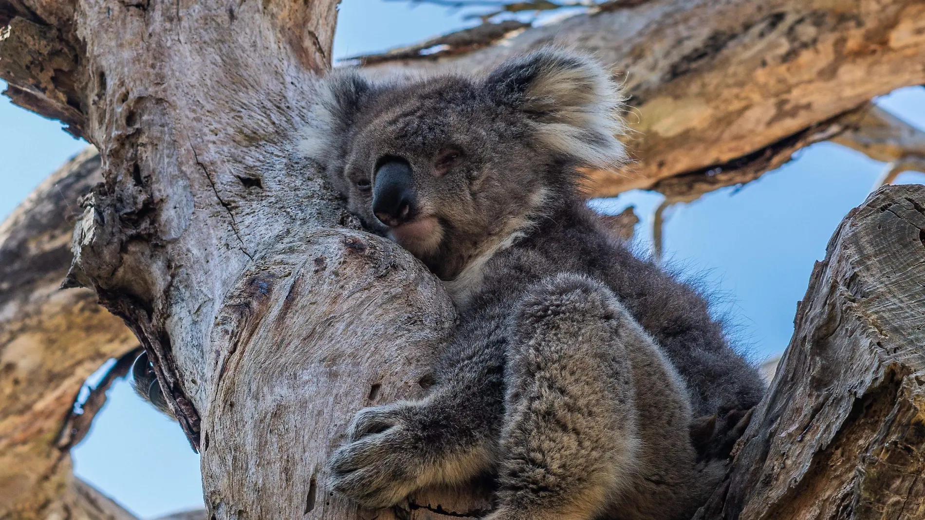 Koala