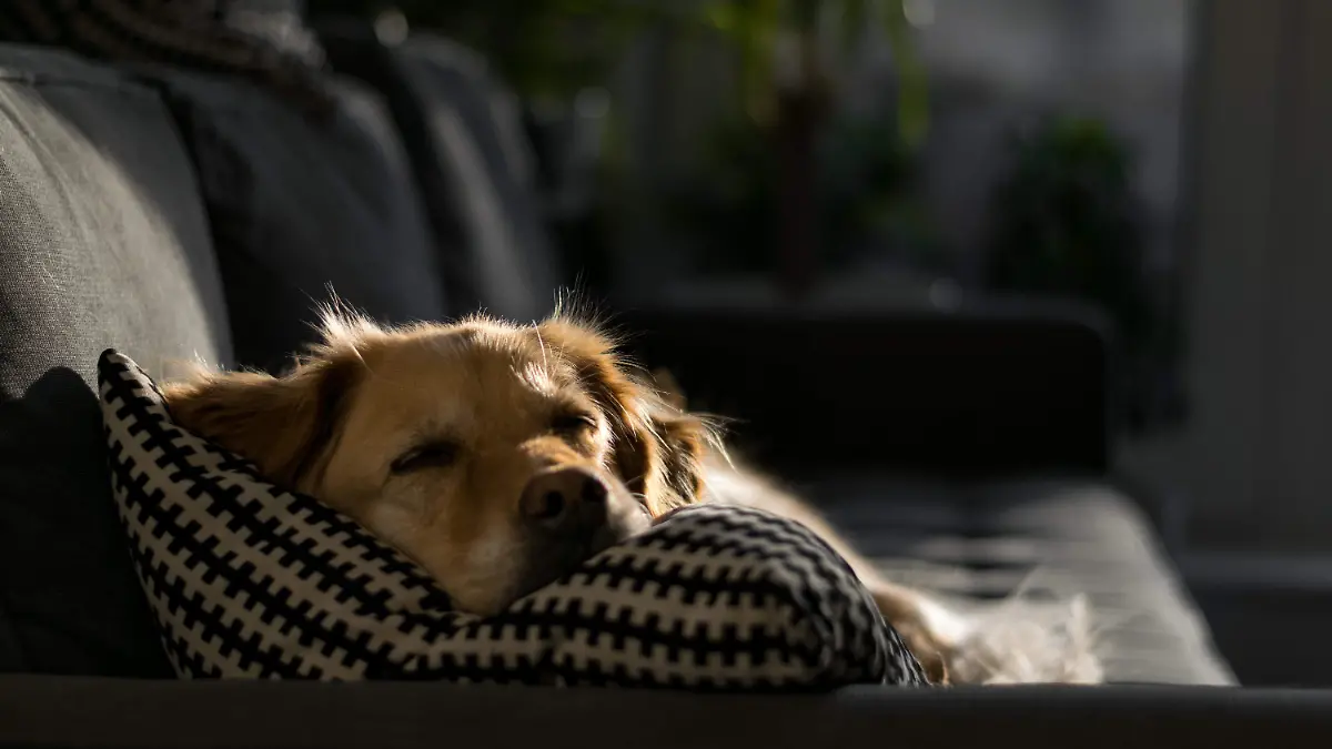 pexels-enrique-hoyos-4458433