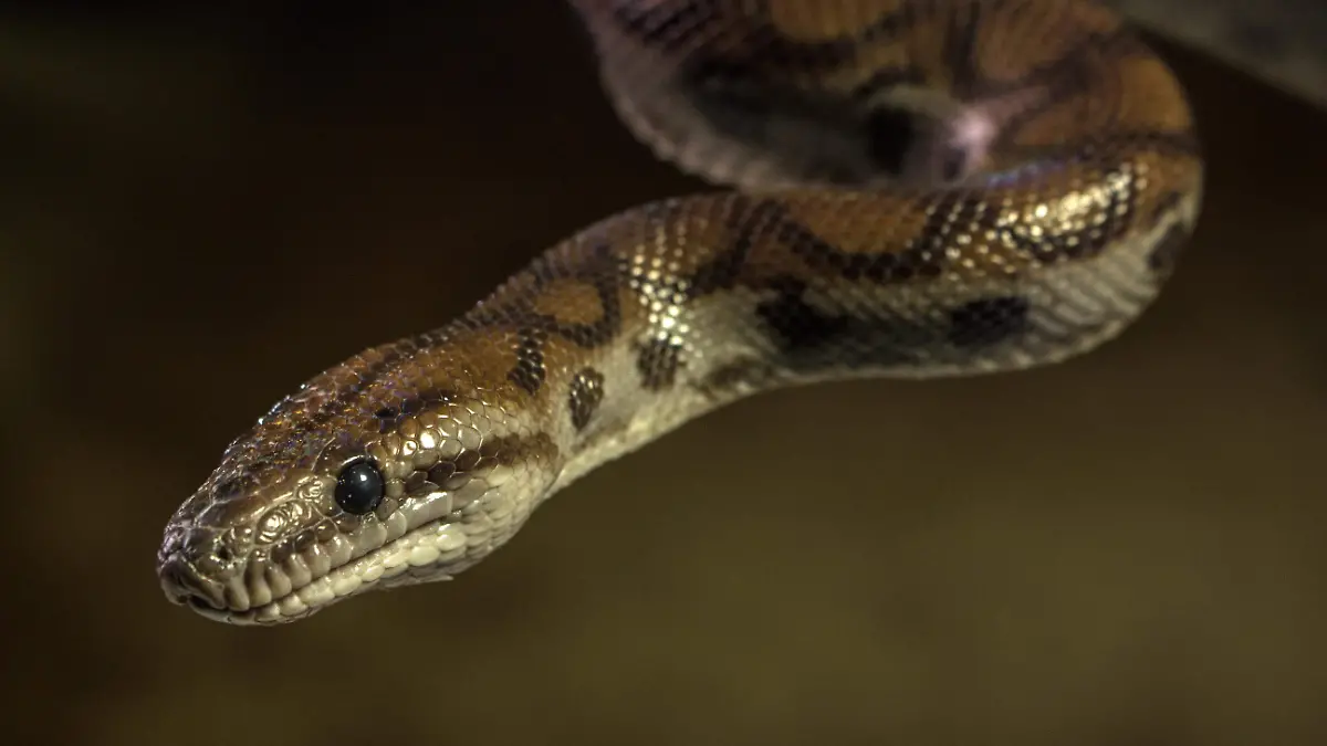 Serpiente