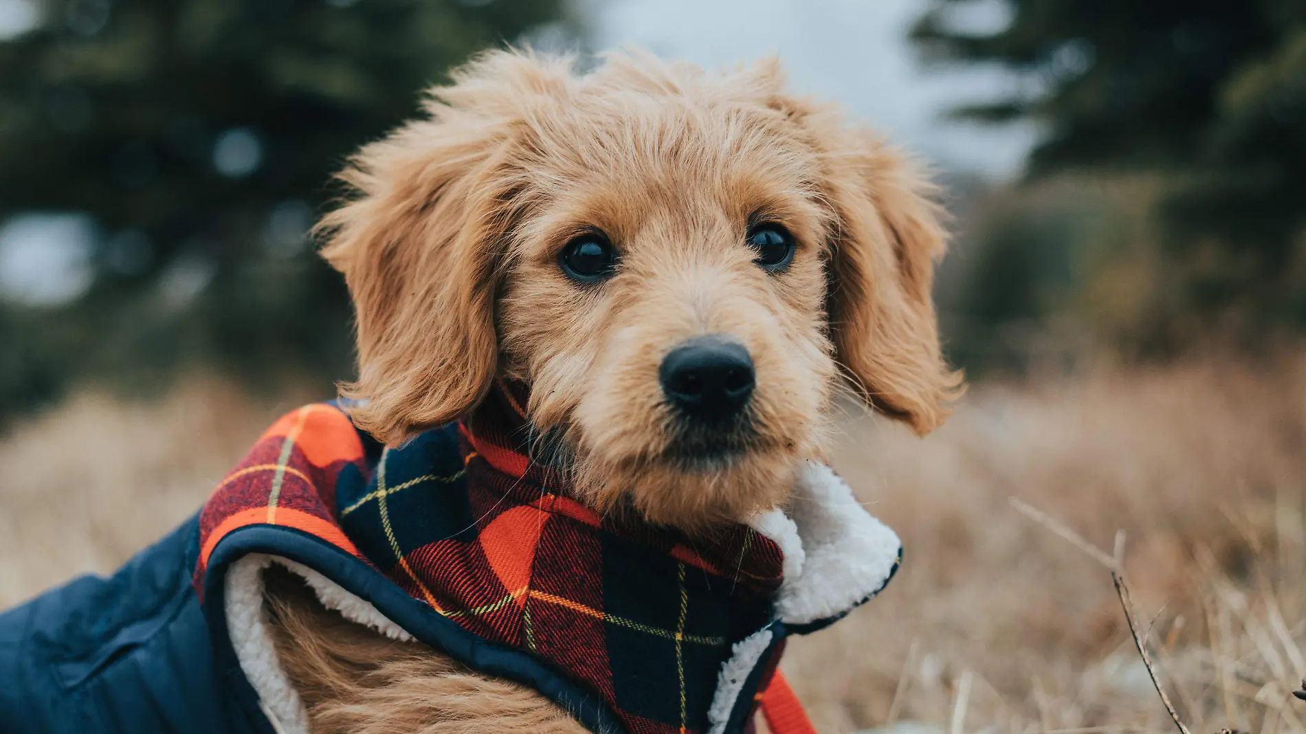 Goldendoodle