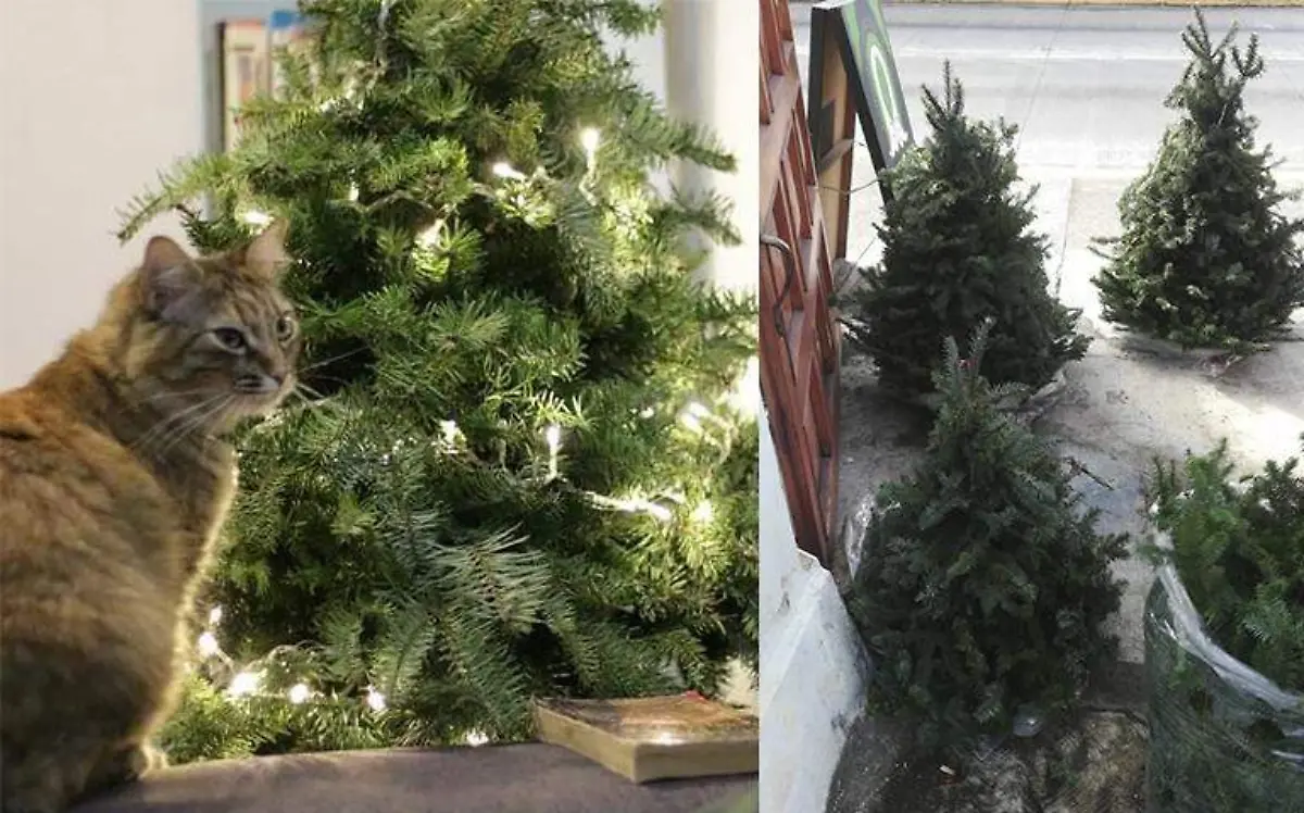 Pinos reciclados
