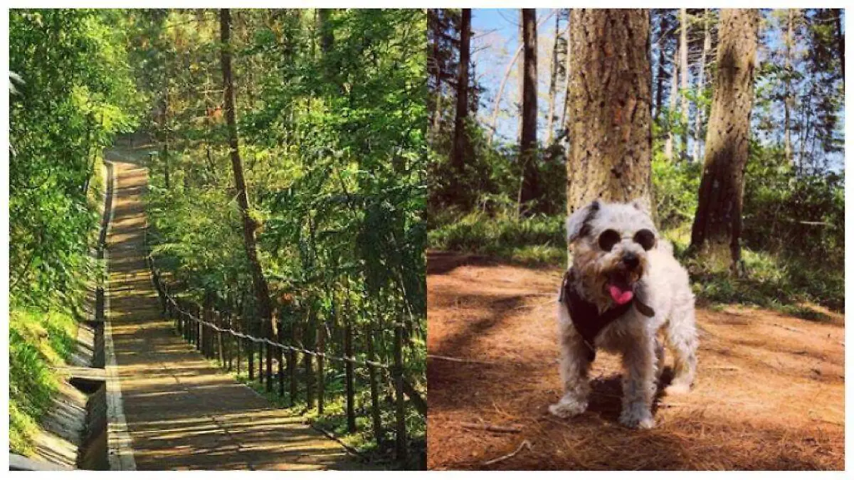 Parques para llevar a pasear a tu lomito