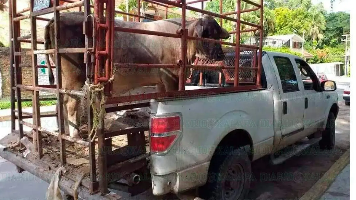 vacas