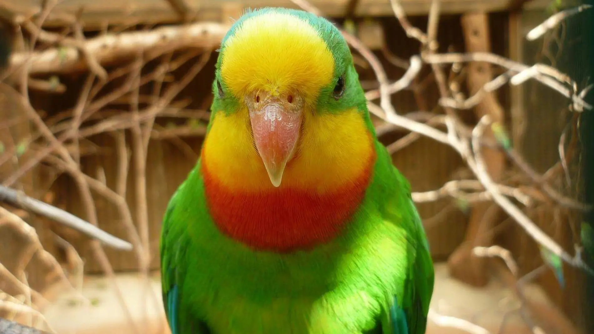 parrot-gd90beec82_1280