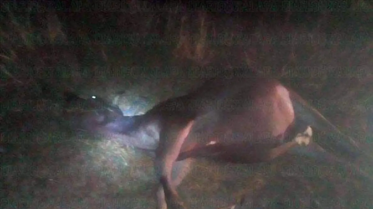 caballo
