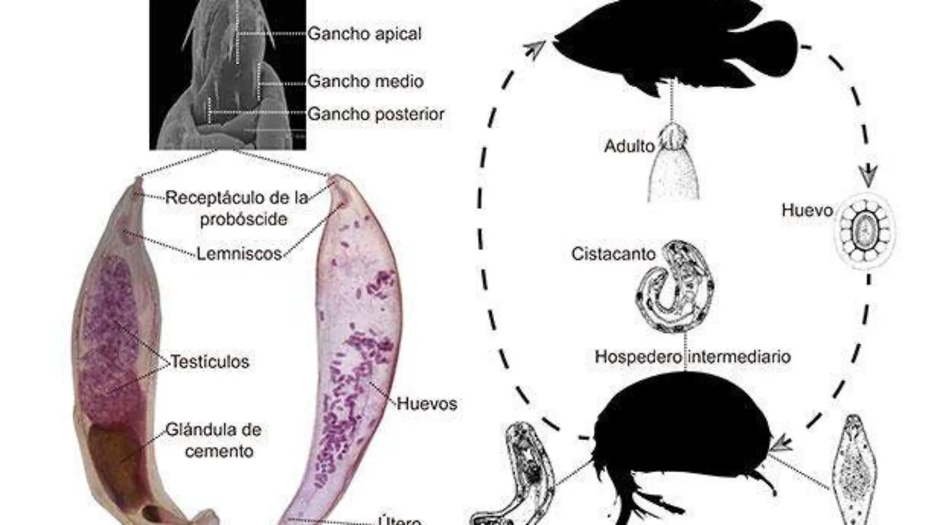 invivo1