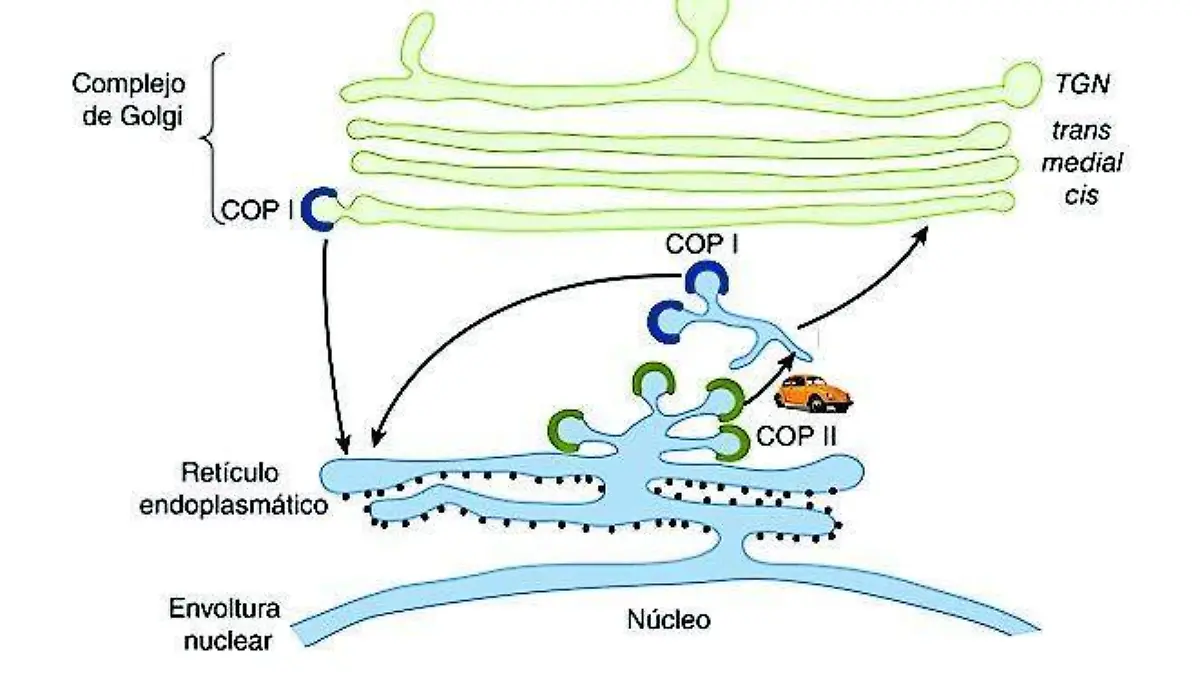 Ciencia1