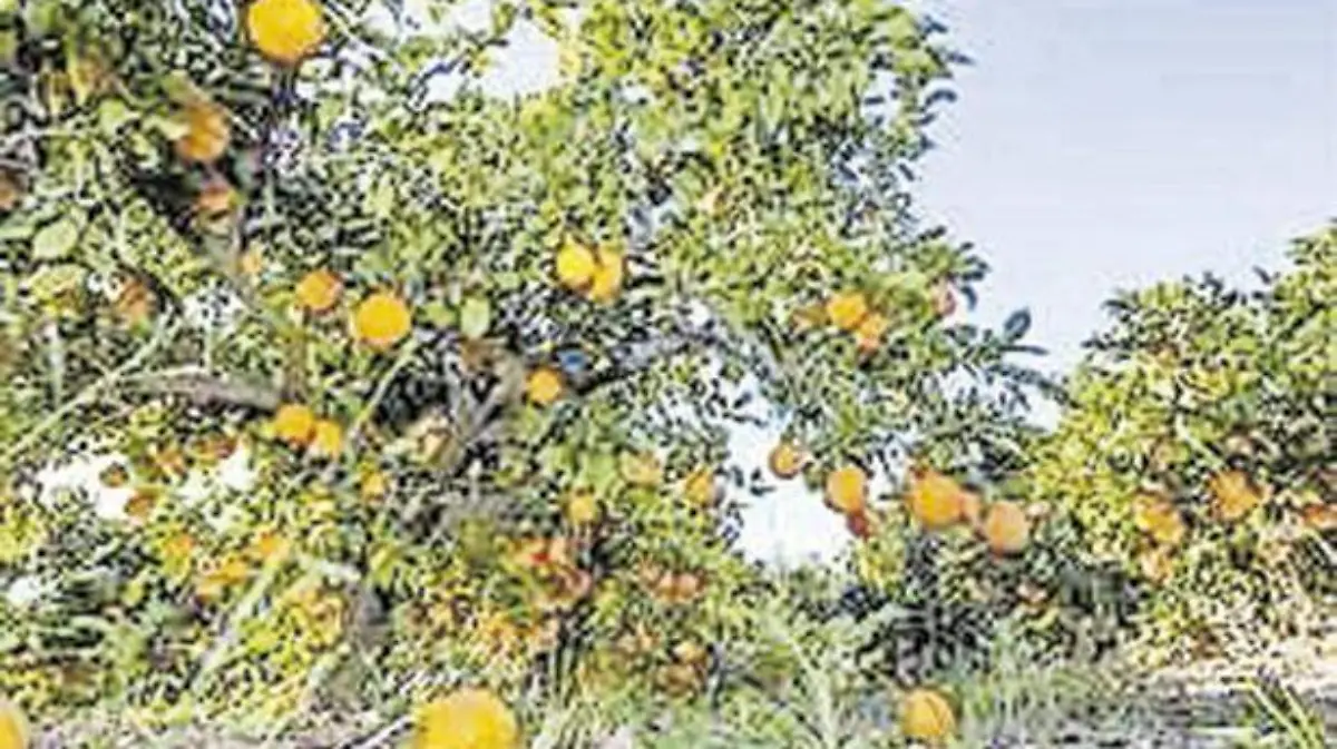 Citricos