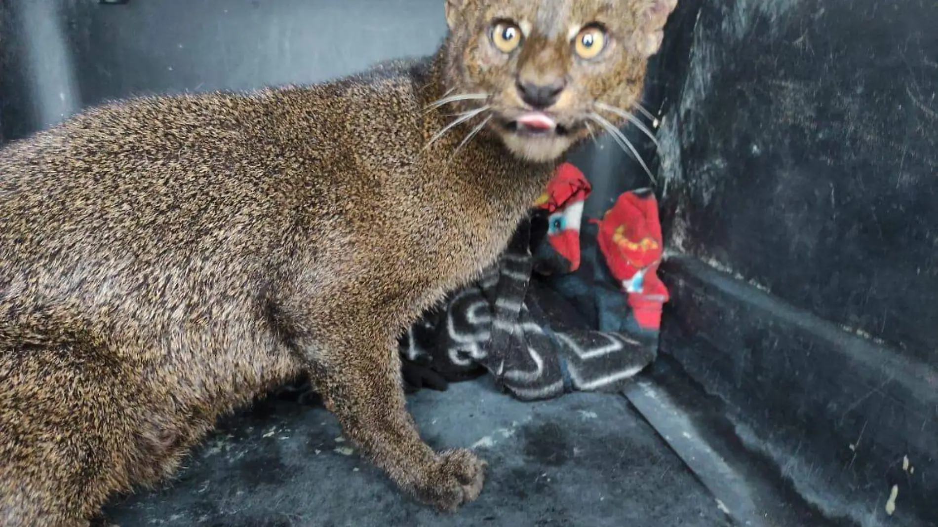 JAGUARUNDI