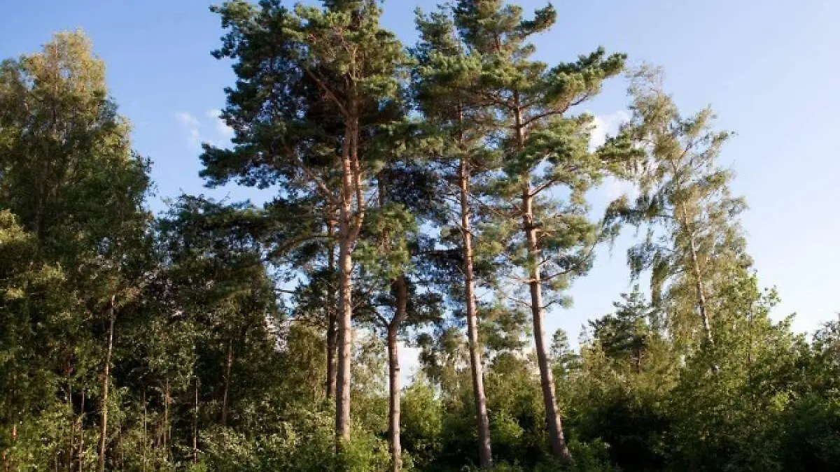 pinos