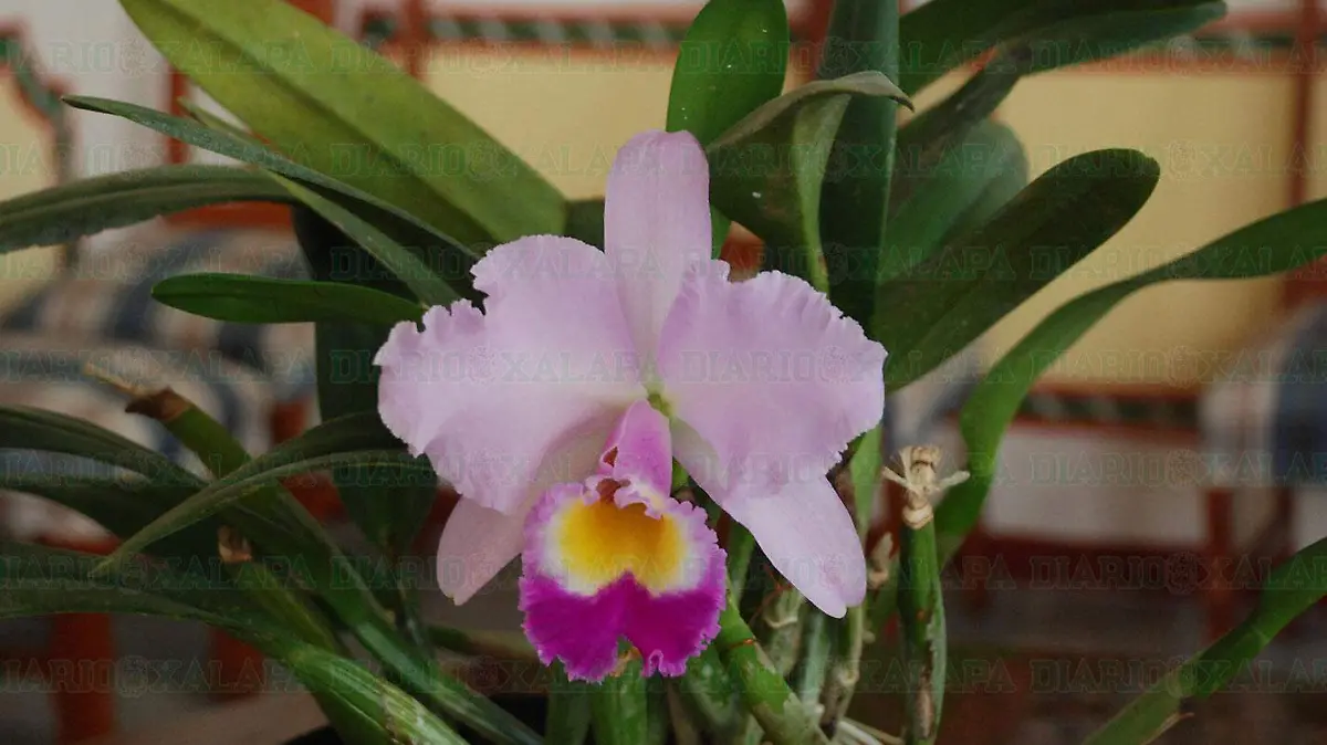 Orquidea