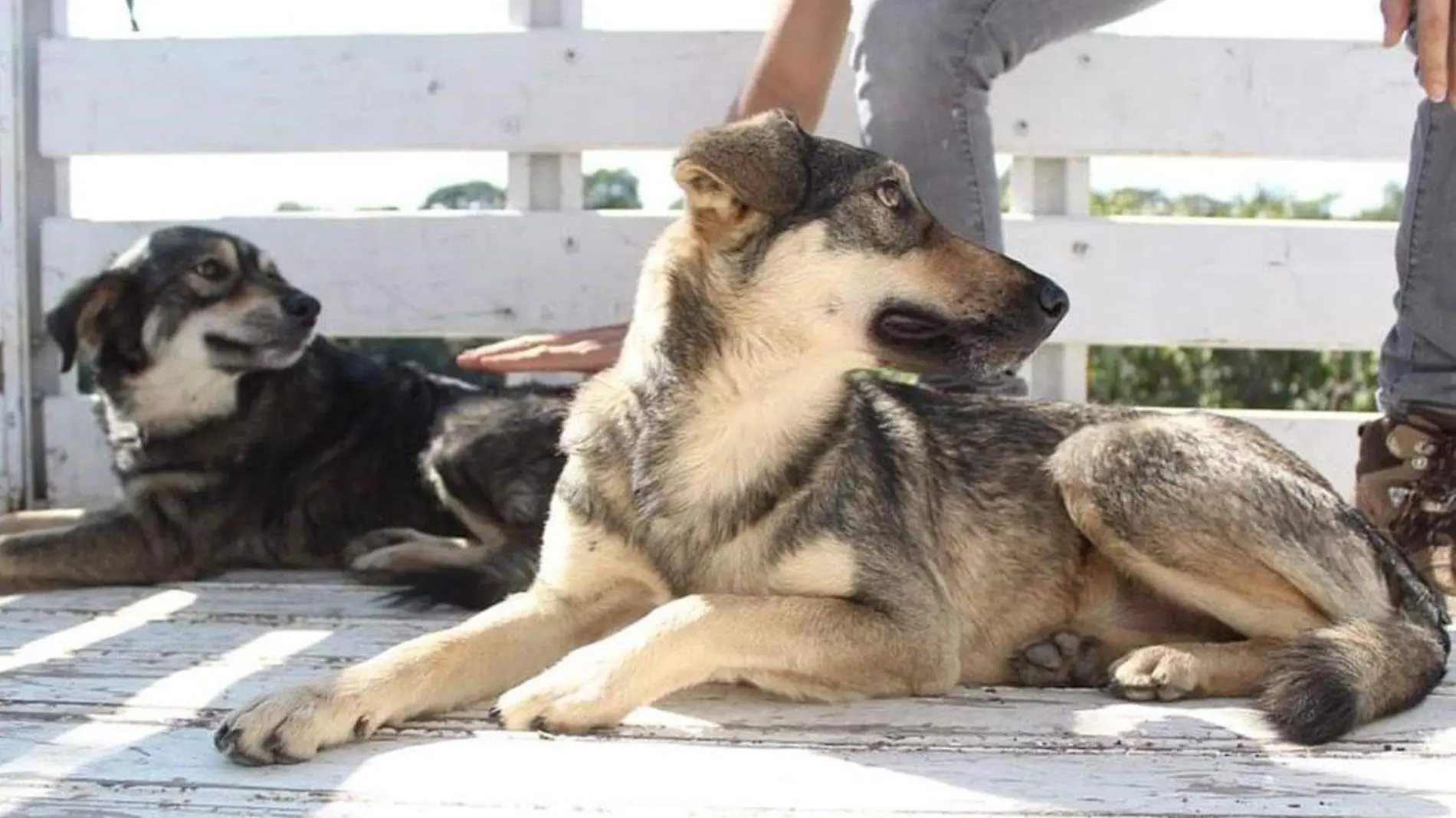 perritos-son-rescatados