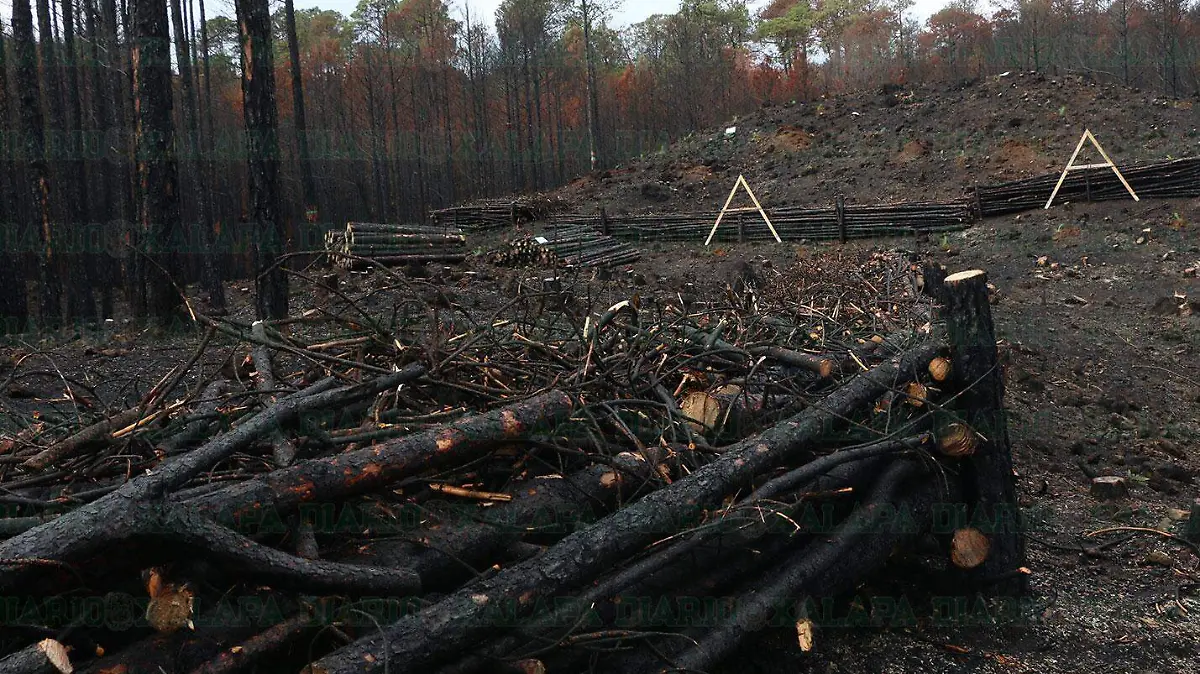 DB-Incendio-forestal-3