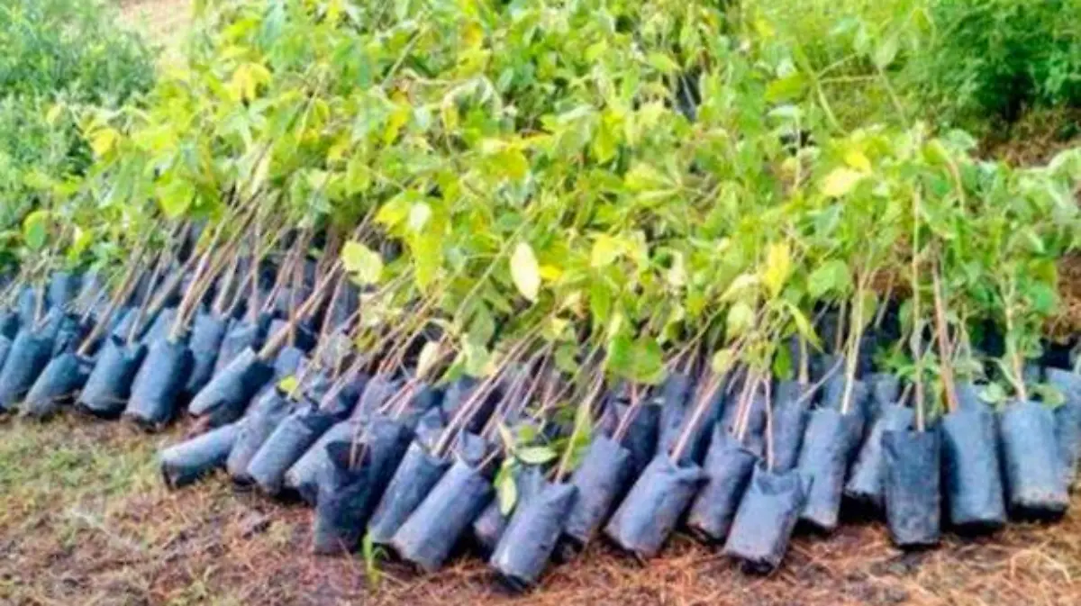 reforestar1