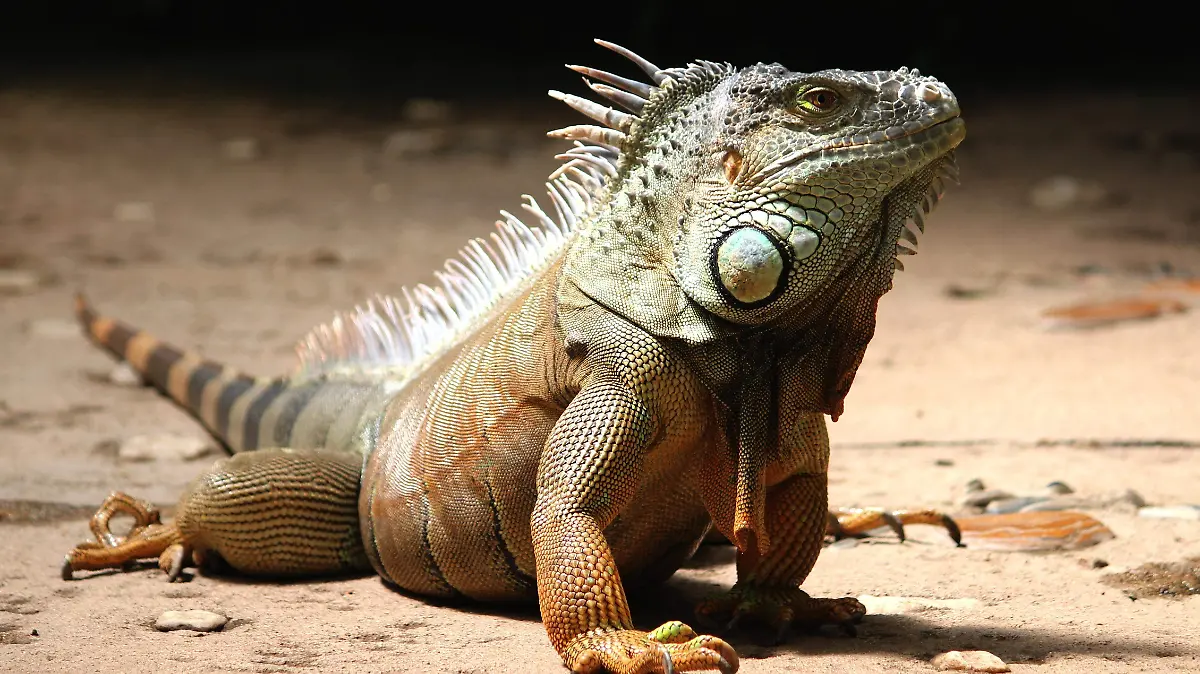 iguana