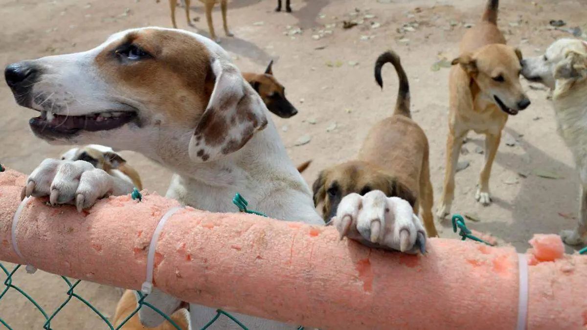 Adoptar un lomito