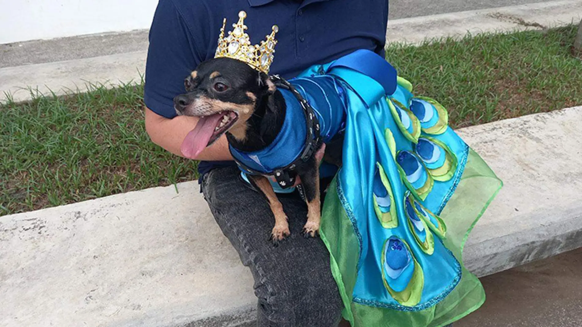 Perrita-chihuahuena-gana-Festival-canino