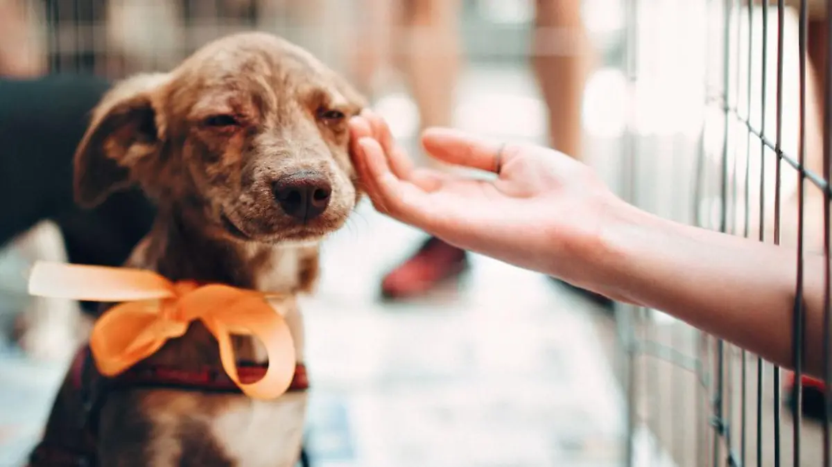 adopción de perrito
