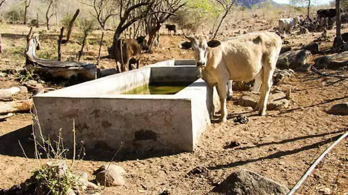 Ganaderia_Zicuiran-4