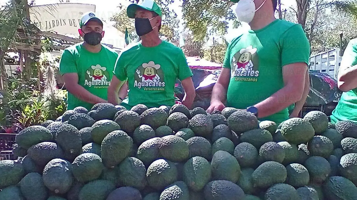 14-11-2020-AGUACATE