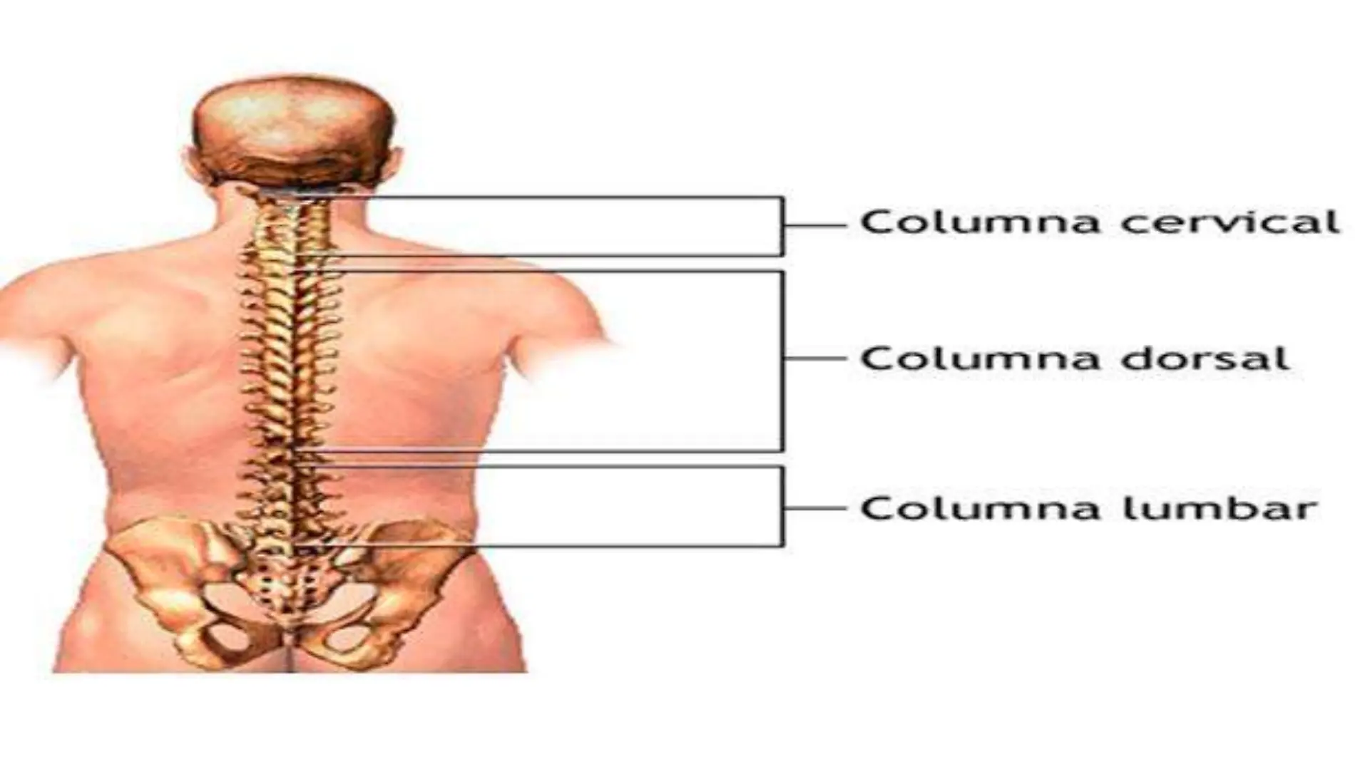 columna