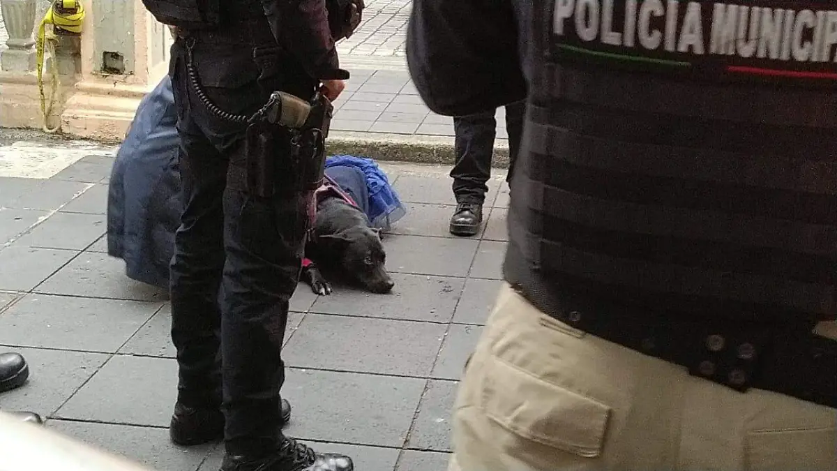 ¡Al rescate! Perrita ayuda a su dueño mientras convulsionaba