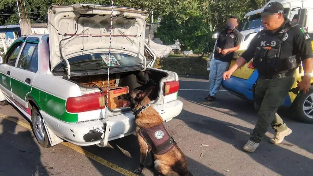 Perro