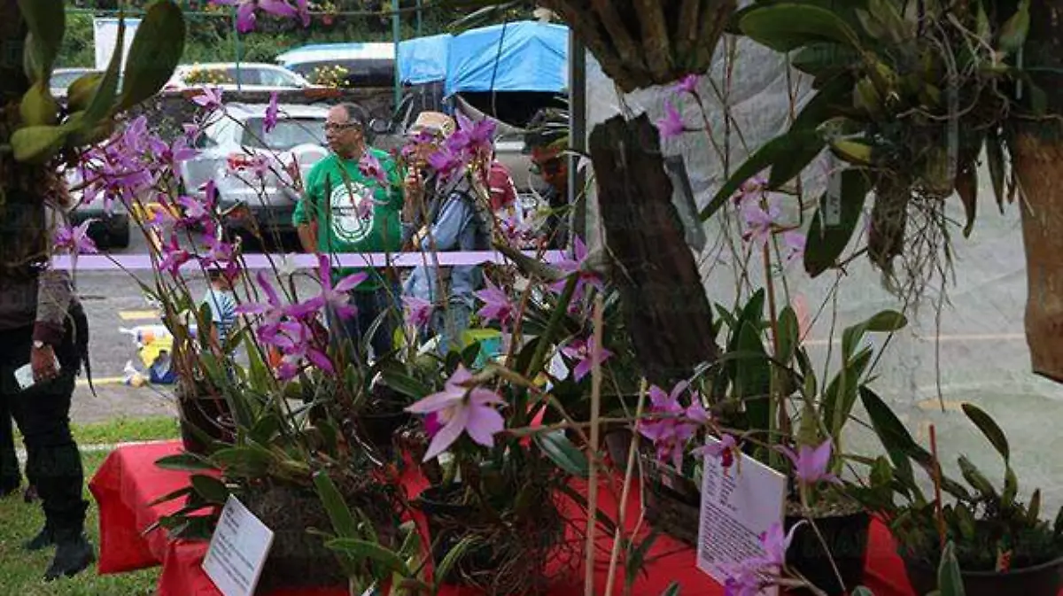 Orquideas