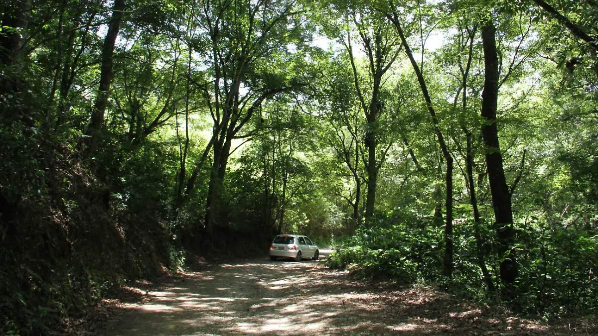 CerrolaMartinica1