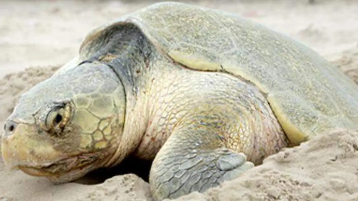 Tortuga Lora 3era arribada PAGINA