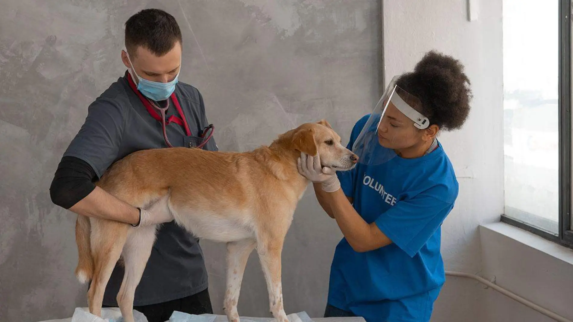 Proyecto-permanente-de-esterilización-de-mascotas