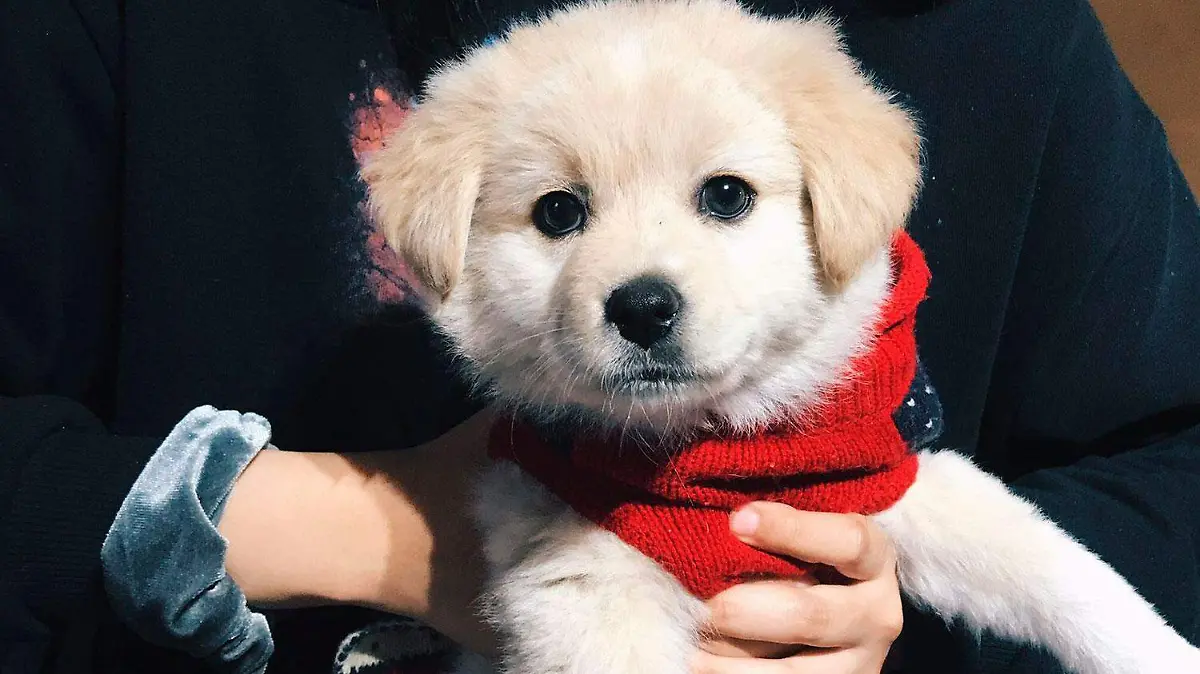 Perritos-pueden-sufrir-por-las-bajas-temperaturas