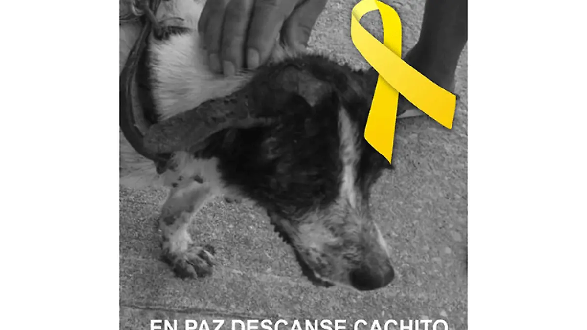 cachito
