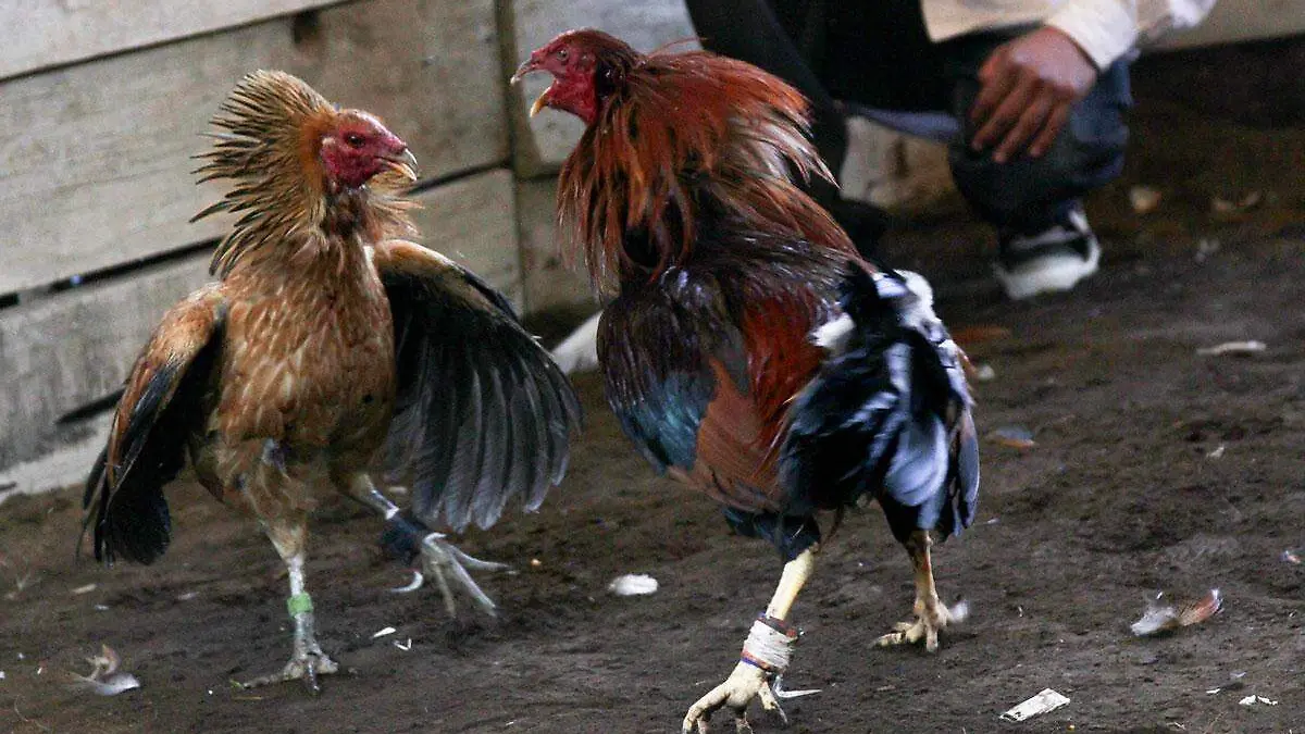 Juan-Jose-Estrada-Serafin-Pelea-de-gallos-Cuartoscuro