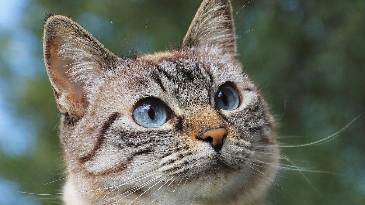 Gatos