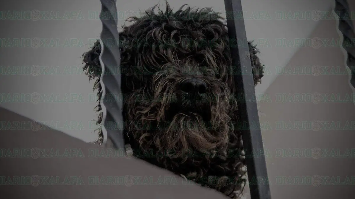 Perro-encerrado-en-casa