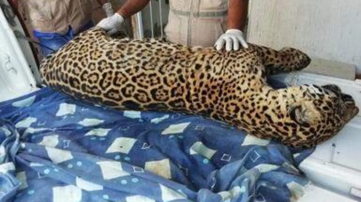 jaguar profepa