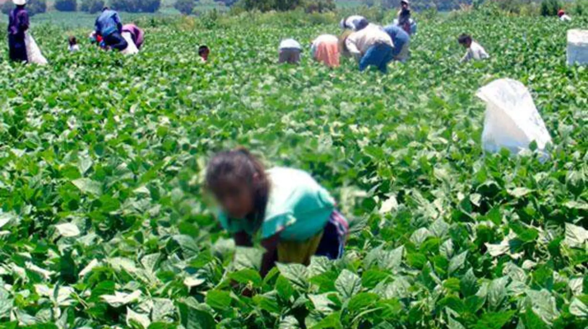 trabajo-infantil-en-el-campo