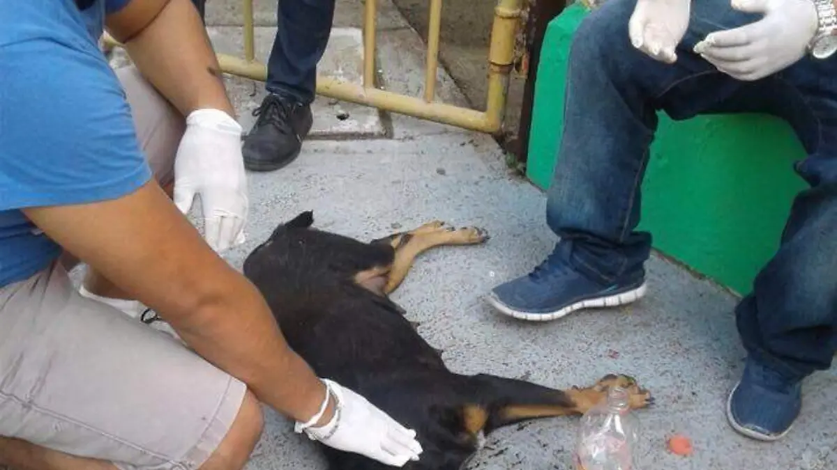 Perritaq